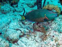 Stoplight Parrotfish 1